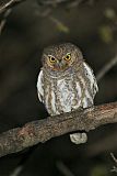 Elf Owl